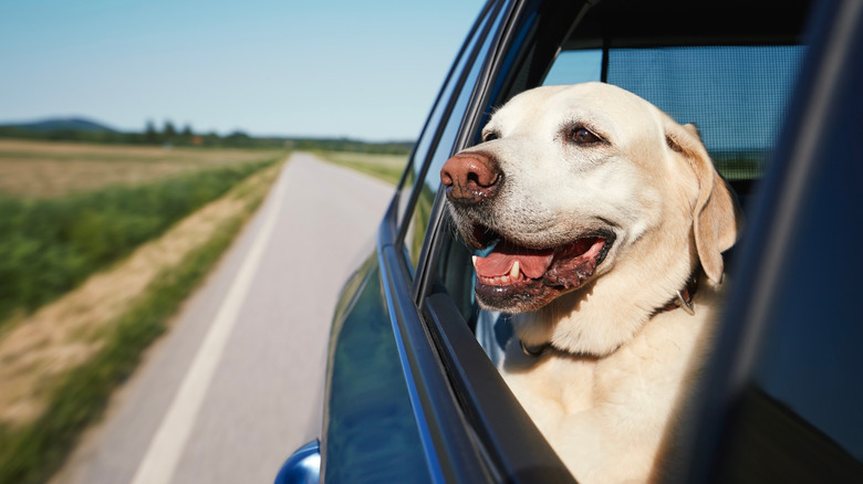 Собака счастливо смотрит в окно машины