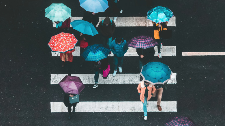 Люди, идущие на зонтинг с зеброй, несущие зонтик