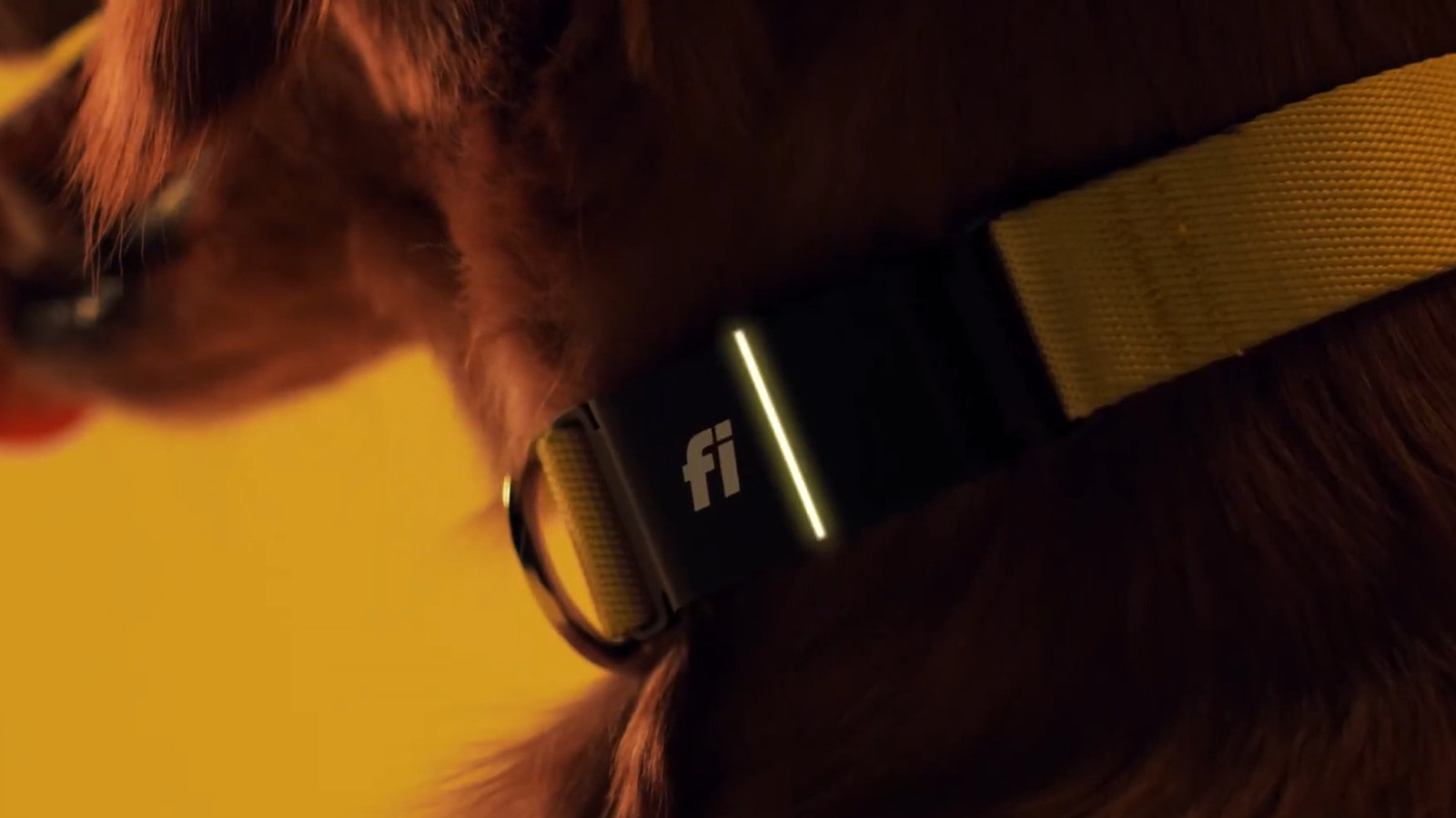 Насколько хорошо работает воротник FI? Вот что говорят владельцы домашних животных