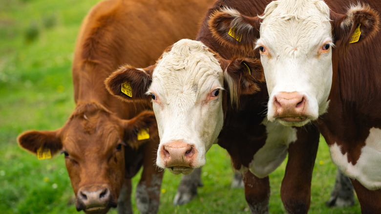 Три коровы, обращенных к камере