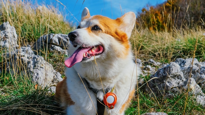 Собака с ошейником AirTag стоит на улице