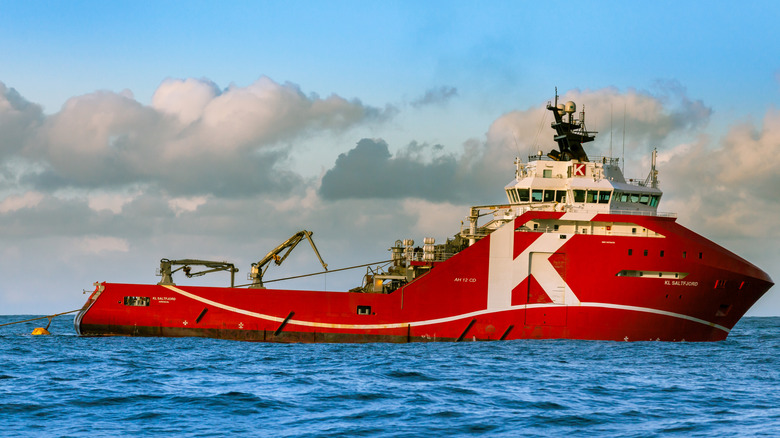 Бока-Сокол плывет недалеко от берега