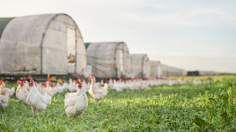Куры на птицеферме
