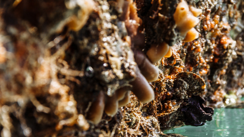 Земельный участок недалеко от берега моря.