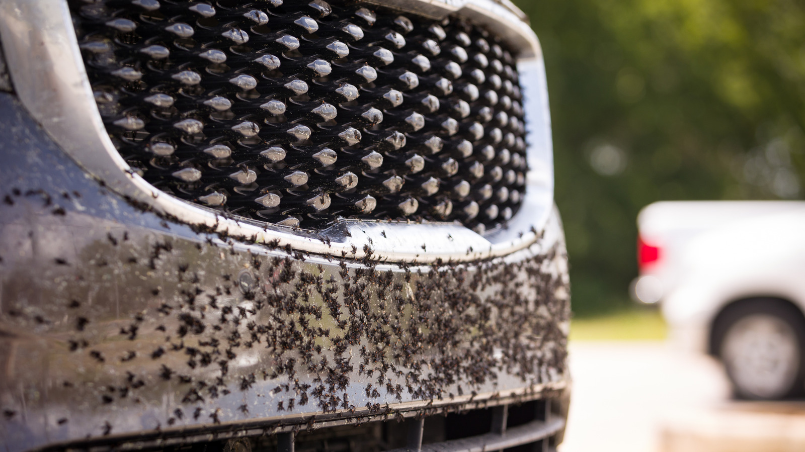 Как правильно чистить решетку автомобиля, независимо от стиля