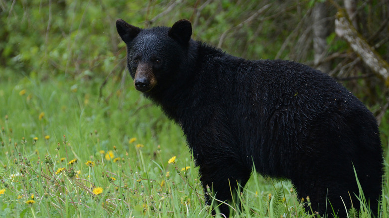 Черный медведь в травянистом поле с желтыми цветами