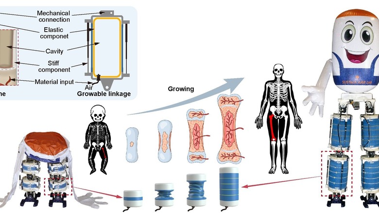 Как ноги GrowHR имитируют человеческие кости и рост